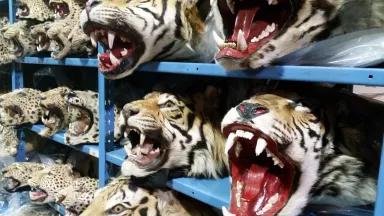 Illegal Wildlife Property, Heads of Cats