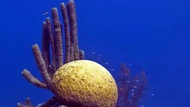 Barrier Reef