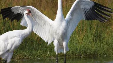 Whooping Cranes likely affected by neonic