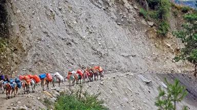 Pack mules trekking up a mountain