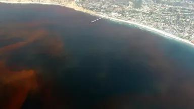 Red tide stock image