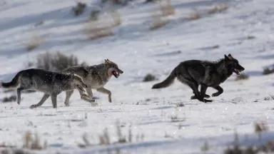 Three wolves run across the snow.