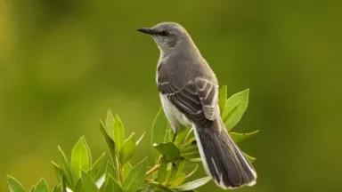 A Northern Mockingbird (Mimus polyglottos)