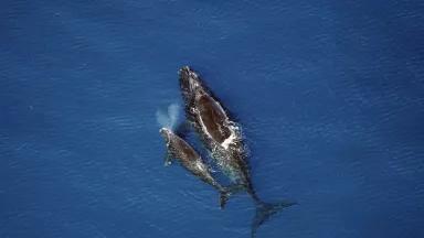 A right whale mom with newborn.