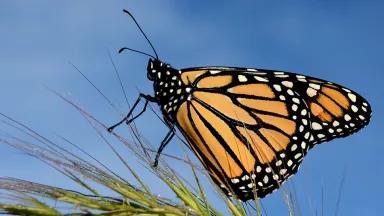 A monarch butterfly rests on a green plant