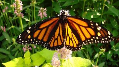 A monarch butterfly on a blooming pink flower
