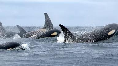 A pod of orca whales swims at the surface of the sea