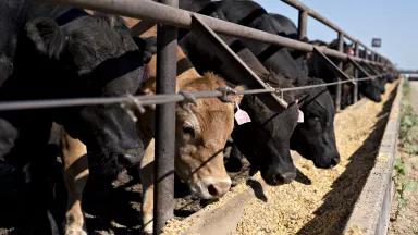 Beef cattle at a feedlot 
