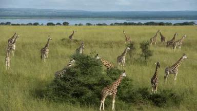 A herd of giraffes stand in a clearing of tall grasses