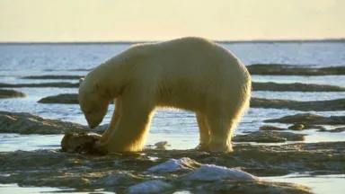Polar Bear