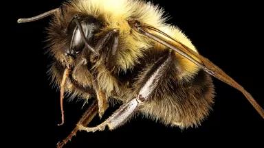 The Rusty Patched Bumble Bee