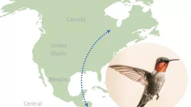 Hummingbird, bird, migration
