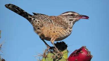 San Diego Cactus Wren