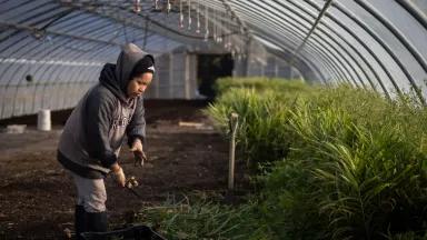 A Sang Lee Farms staff member harvesting organic ginger, in Peconic, New York; the third-generation farm grows more than 100 varieties of organic specialty produce.