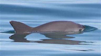 Vaquita