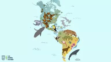 An illustrated map of the Americas showing locations of different animal species