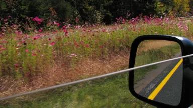 A view out of a car window of wildflowers on the side of a road