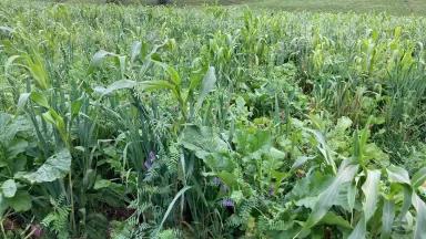 Cover crop mix growing in Wisconsin field