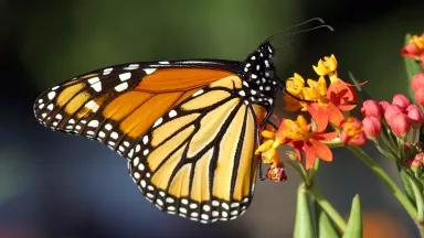 A monarch butterfly sits on a yellow and pink flower