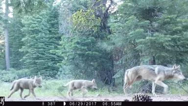 2 wolf pups and female wolf from the Lassen Pack