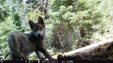 Lassen Pack Wolf Pup