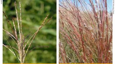 miscanthus.png