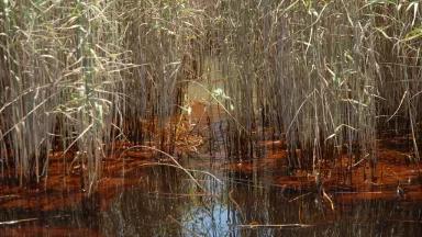 oil_in_marsh.JPG