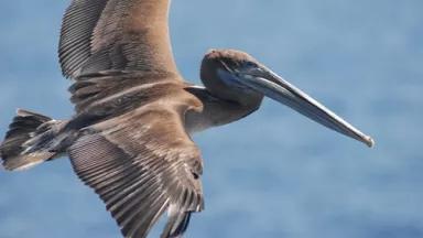 pelican.jpg