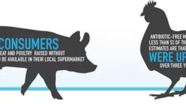 pig and chicken 2 web.jpg