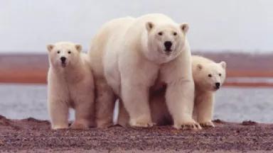polar bear family.jpg