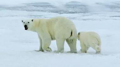 polar bear (NOAA)