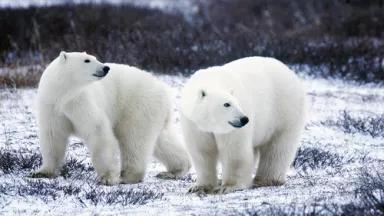 polar-bears-usfws.jpg
