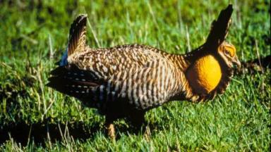 prairie chicken2.jpg