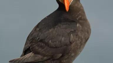 puffin 1.jpg
