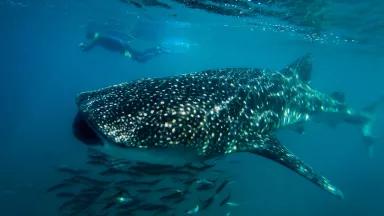A whale shark swims underwater near a school of small fish