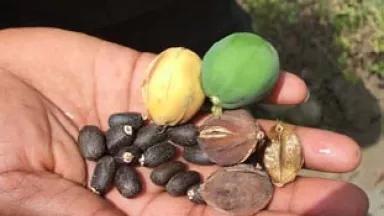 Jatropha Biofuel revolution.jpg