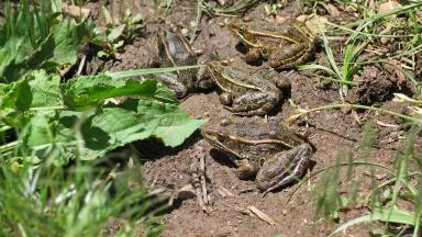Leopard frog Shaula Hedwall US FWS.jpg