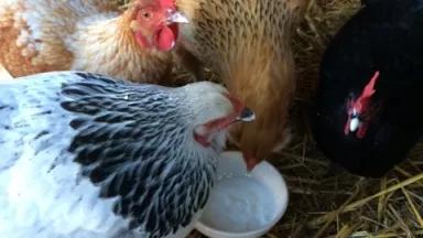Nikki's chicks.jpg