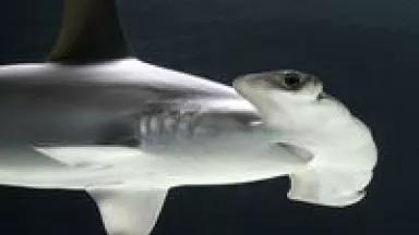 Tiburon