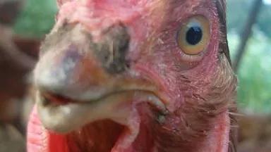 chicken.jpg