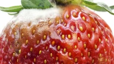 danagunderssavethefoodistock900x600.jpg