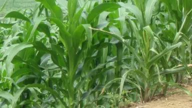 milpa - valle de Jiboa a fines de julio.jpg