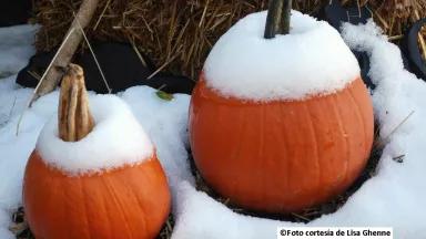 pumpkins in the snow LG.JPG