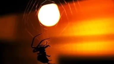 spider spooky.JPG