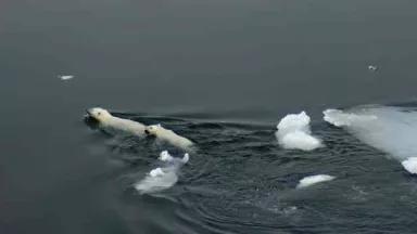 swimming-bears Paul Watson Toronto Star Canada.jpg
