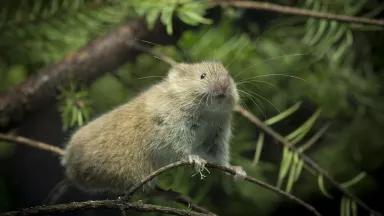 A small tree vole stands on a thin branch