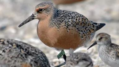 redknot2.jpg
