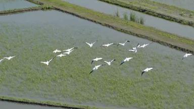 ricefield_web.jpg