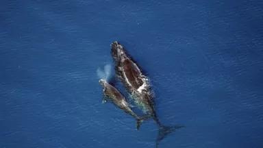 right-whale-calve-02-13-2005.jpg