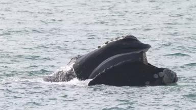 rightwhale_baleen_georgiadnr_permit15488.jpg